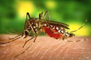 Mosquito Infected With West Nile Virus Found In Old Greenwich