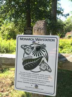 Wildlife Preserve In Southport Becomes Official Monarch Waystation