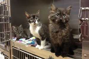 PetSmart Offers Free Cat Adoptions During National 'Clear The Shelters' Day