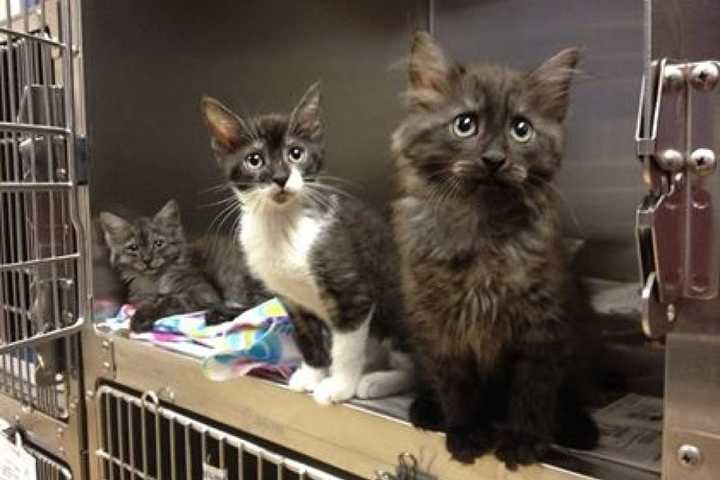PetSmart Offers Free Cat Adoptions During National 'Clear The Shelters' Day