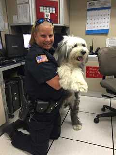 Ossining Police Locate Owner Of Lost Dog