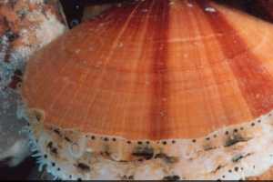Connecticut Biologists Aim To Bring Scallops Back To Long Island Sound 