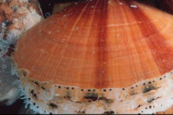 Connecticut Biologists Aim To Bring Scallops Back To Long Island Sound 