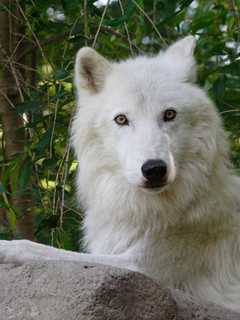 Evening Howl Tops Wolf Conservation Center Events
