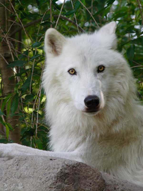 Evening Howl Tops Wolf Conservation Center Events