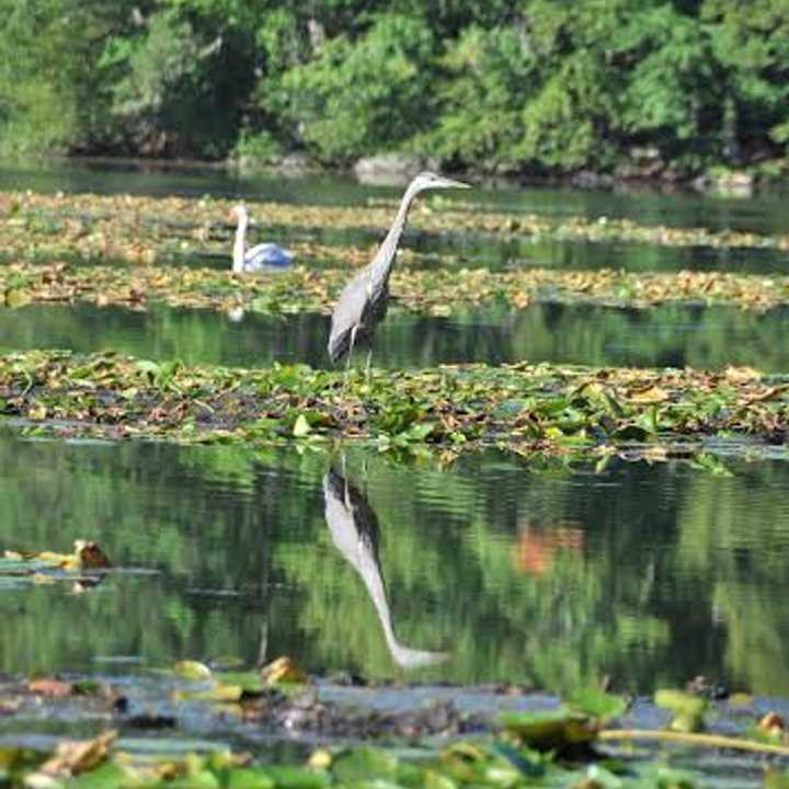 Eleven high school students from Westchester high schools conducted scientific studies at Teatown Lake Reservation this summer.