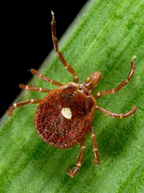 This Area City Ranks No. 2 Nationally For Tick Problems