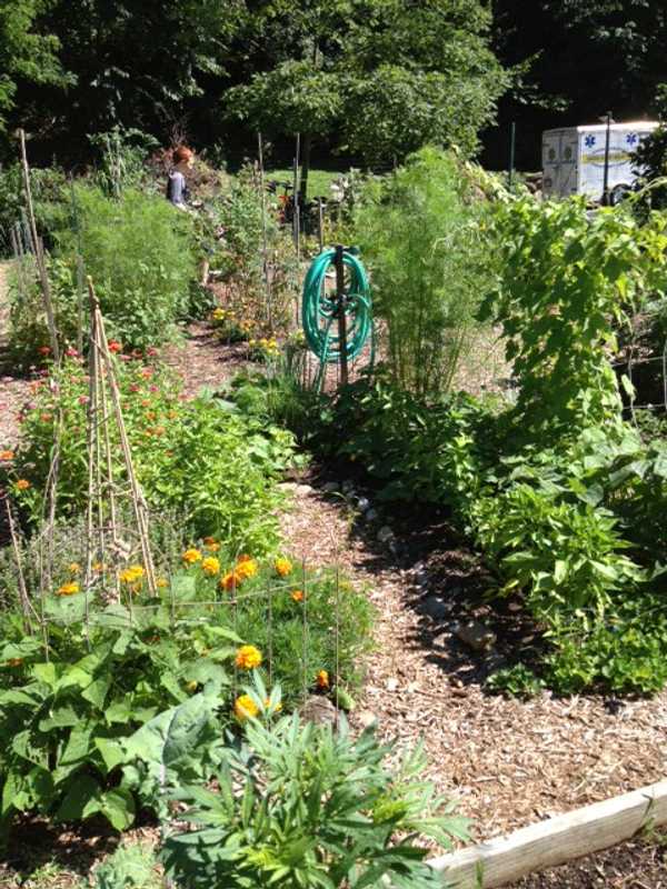 Katonah's InterGenerate Touts Food Donations From Community Gardens