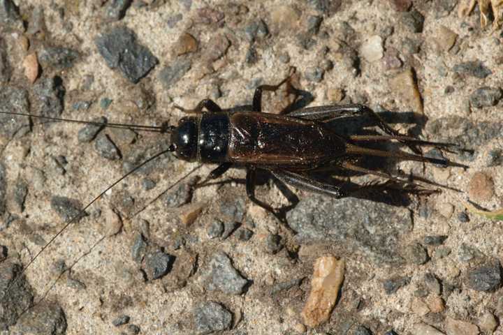 Hartsdale Chain Bugs Out With Cricket Milkshakes 