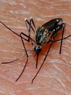 Mosquito Infected With West Nile Confirmed In Another Fairfield County Town