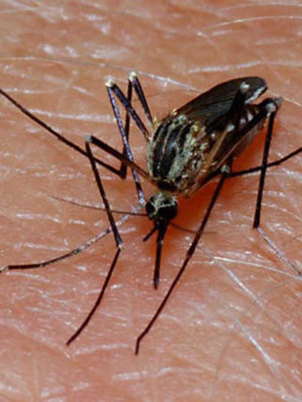 Mosquito Infected With West Nile Confirmed In Another Fairfield County Town
