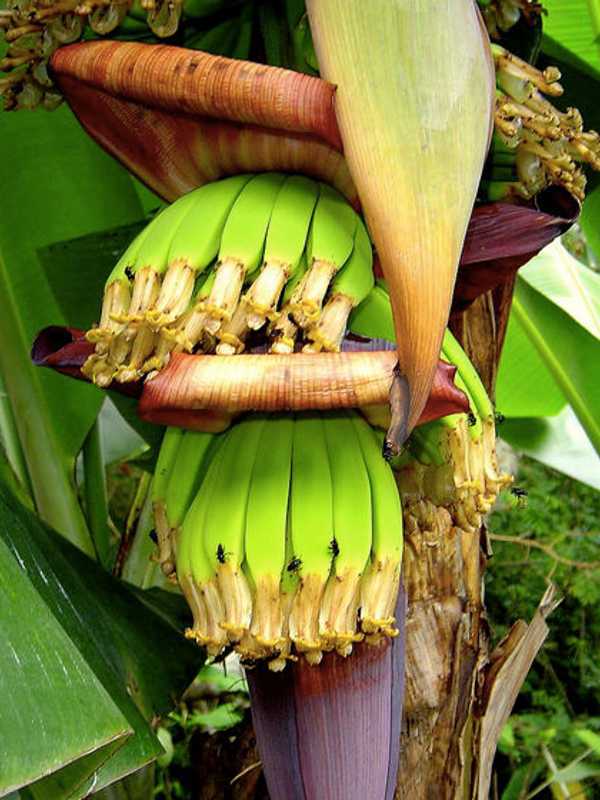Deadly Fungus Disrupts Banana's Global Distribution, Report Says