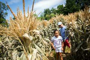 Sleepy Hollow's Philipsburg Manor Features Corn Festival