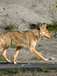 New Coyote Sightings Reported In Rockland County