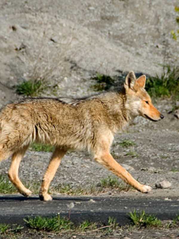 New Coyote Sightings Reported In Rockland County