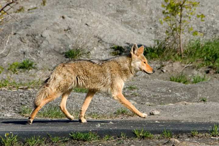 A coyote such as this one was spotted in Westwood this week.