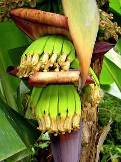 Deadly Fungus Disrupts Banana's Global Distribution, Report Says