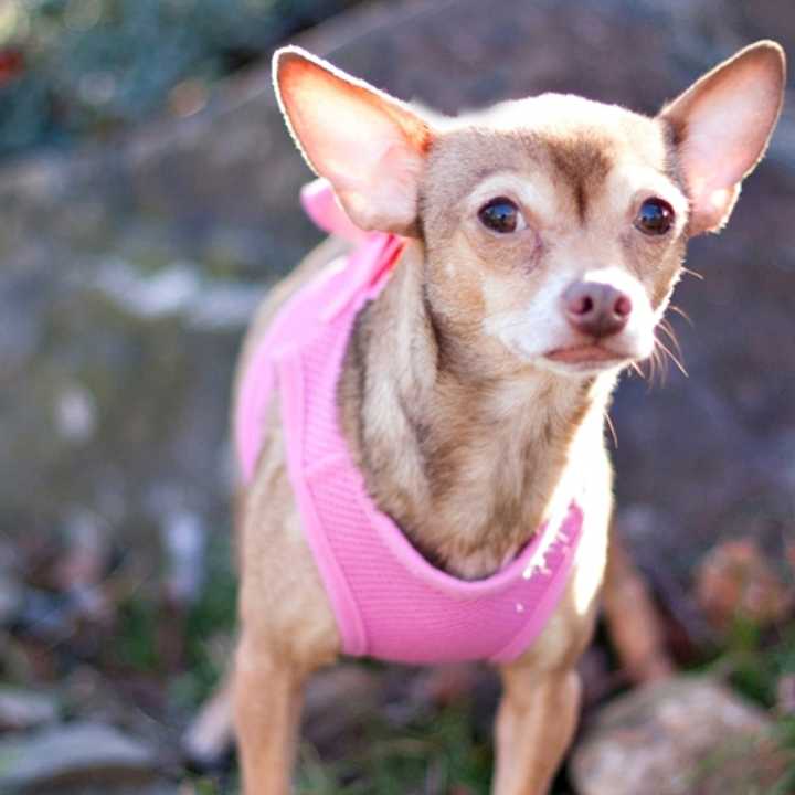 Chai Tea Latte, a chihuahua, is one of many adoptable pets available at the SPCA of Westchester in Briarcliff Manor.