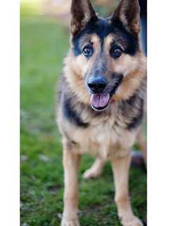 COVID-19: German Shepherd In NY, One Of First Dogs In Nation To Test Positive, Dies At Age 6