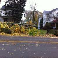 <p>Hurricane Sandy toppled numerous trees throughout Danbury, including these on Deer Hill Avenue. </p>