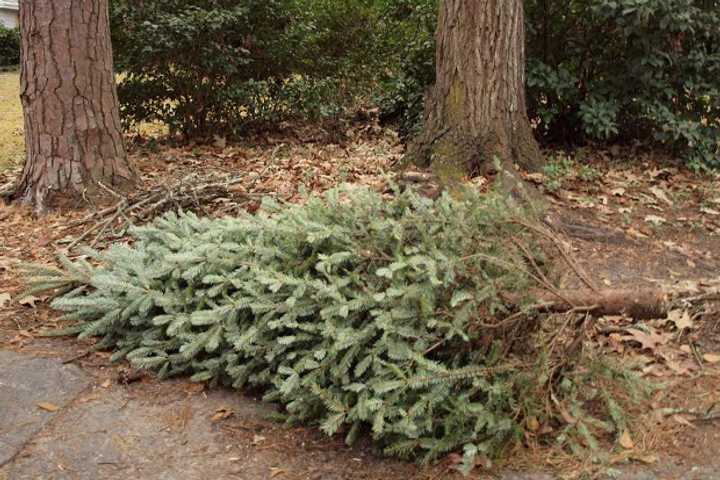 Christmas trees should be placed curbside without ornaments or wrapping for collection in Fairfield the next few weeks.