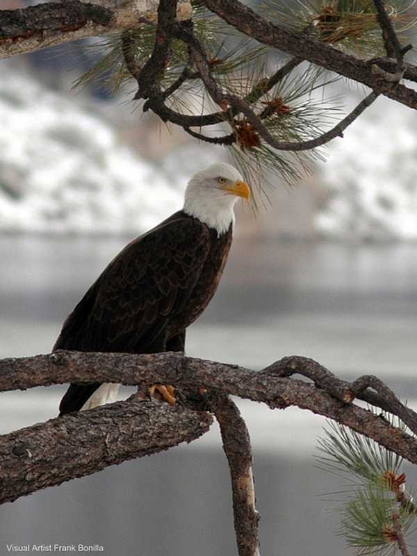 Bergen County Audubon Society Announces Upcoming Events