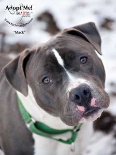 Dutchess County SPCA Has Long List For Santa This Year