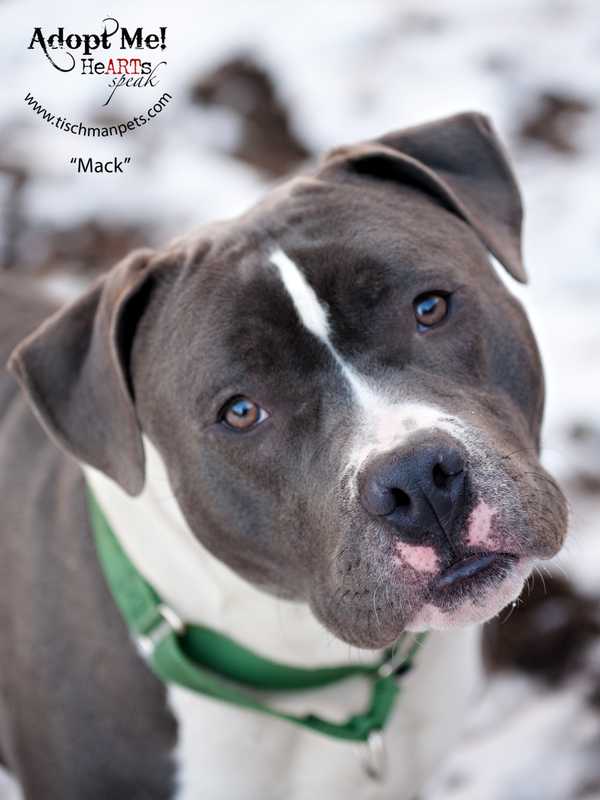 Dutchess County SPCA Has Long List For Santa This Year