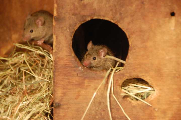 Pest control agencies said calls for rodents have increased more than 10 percent in Ossining and Briarcliff Manor since Hurricane Sandy. 