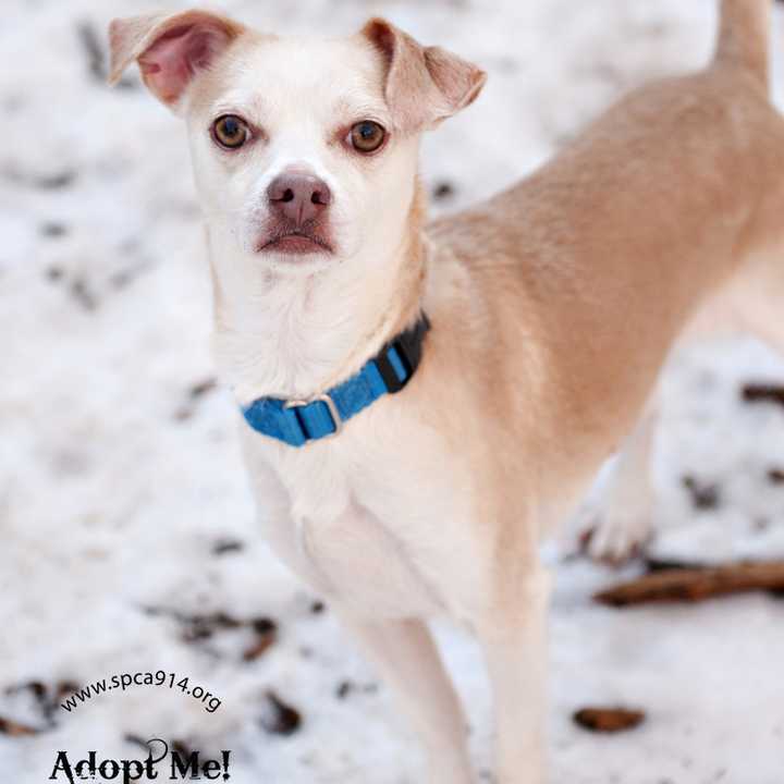 Guiermo, a Chihuahua/terrier mix, is one of many adoptable pets available at the SPCA of Westchester in Briarcliff Manor.