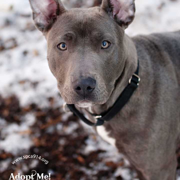 Serena, a pit mix, is one of many adoptable pets available at the SPCA of Westchester in Briarcliff Manor.