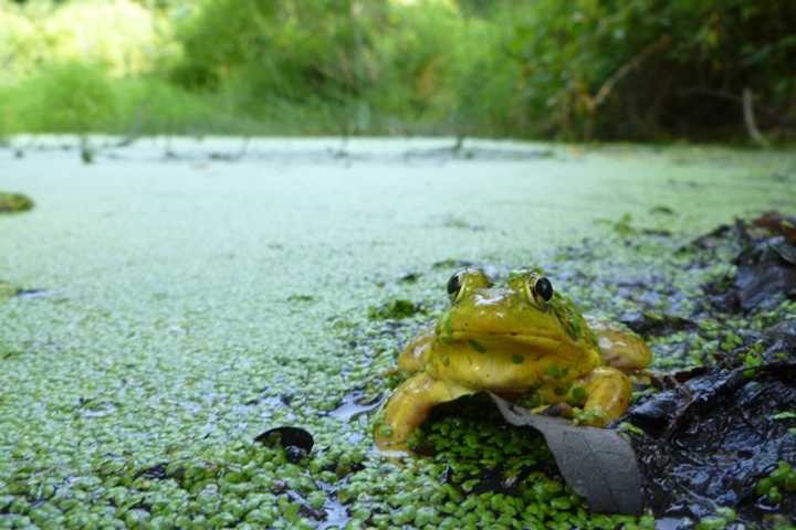 The frog pond at the Marshlands Conservancy in Rye. Artwork inspired by the natural beauty of the park is wanted for an exhibit opening next month at the conservancy.