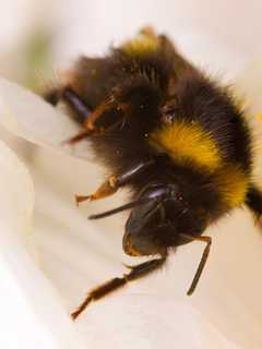 Teatown Program Examines Backyard Bees
