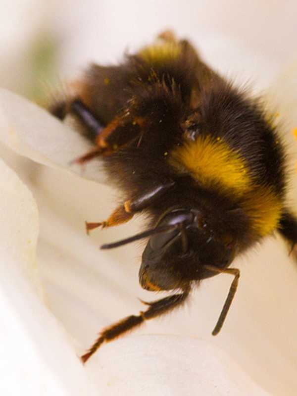Teatown Program Examines Backyard Bees