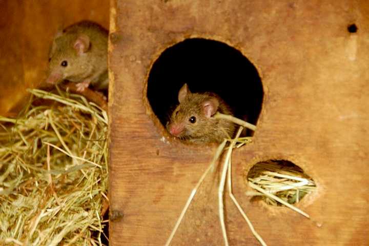 Man Who Died On Bus In China Tests Positive For Rodent-Spread Hantavirus