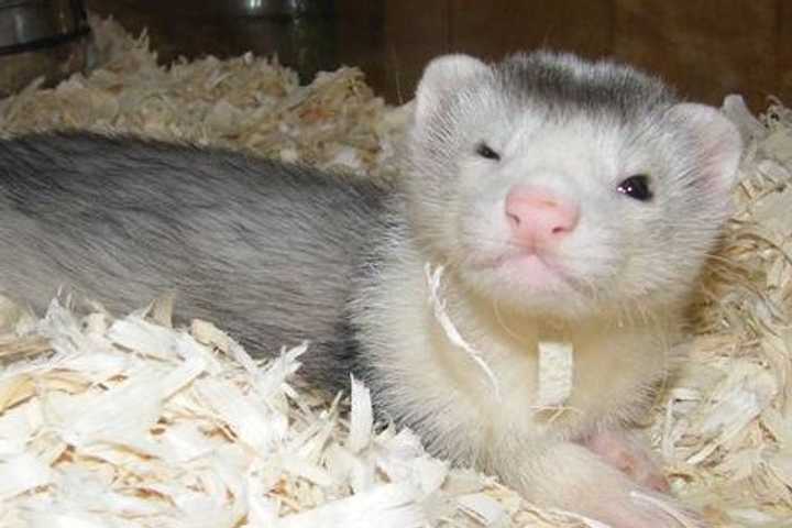 Name The Darien Nature Center's New Baby Ferret