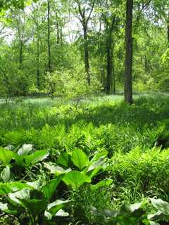 'Nature Rangers' Hold Lewisboro Scavenger Hunt