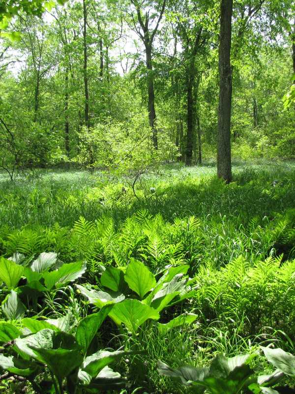 'Nature Rangers' Hold Lewisboro Scavenger Hunt