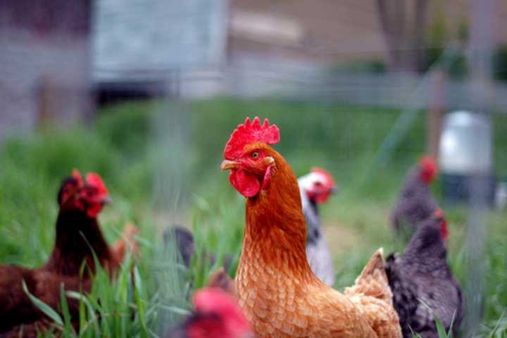 Petting Farm Coming To North Castle Library