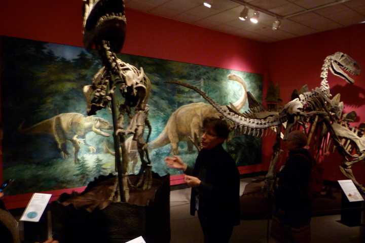 Bruce Museum Curator of Science, Gina Gould, talks about the dinosaurs on display in the new exhibit at the Greenwich museum.