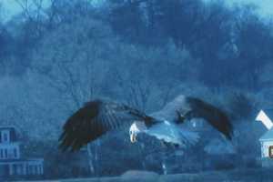 Bald Eagle Swoops In Over Darien's Holly Pond