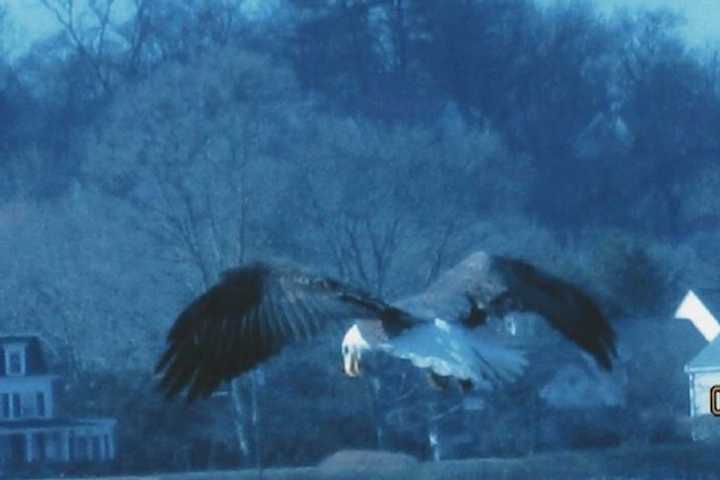 Bald Eagle Swoops In Over Darien's Holly Pond