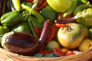 Congregation Sons Of Israel Starts Community Garden