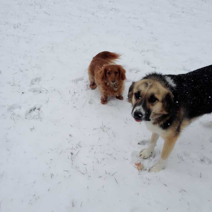 Frolicking in the snow is a favorite canine past time, but pet owners should be cautious during snowstorms such as Nemo.