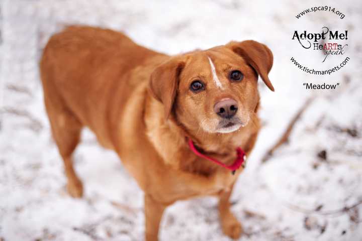 Meadow, a retriever mix, is one of many adoptable pets available at the SPCA of Westchester in Briarcliff Manor.