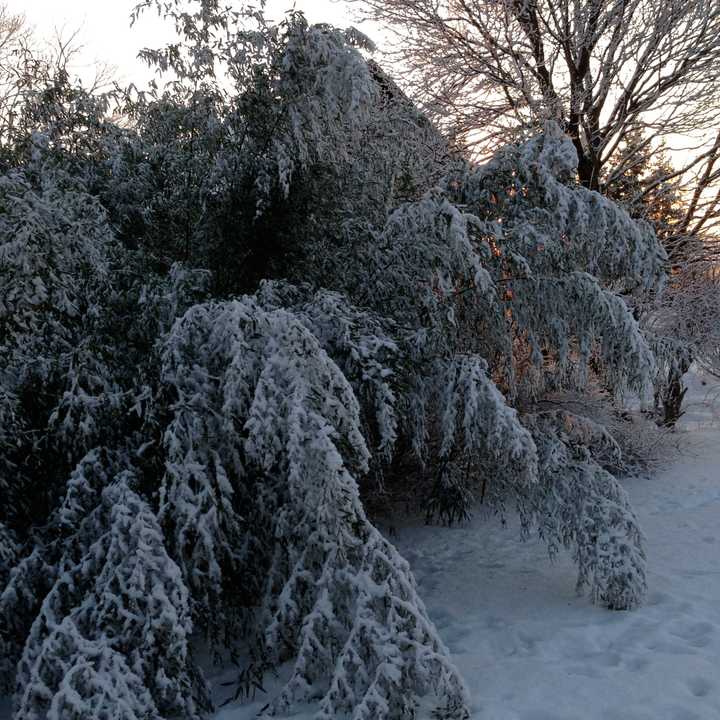 Bamboo withstands just about anything winter throws at it, and will be ready for its imminent spring growing period, which, in Fairfield County, begins in late March.