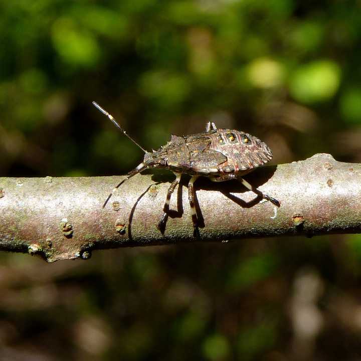 Chances are you&#x27;ve seen the brown marmorated beetle -- or stink bug -- in your home this winter.  