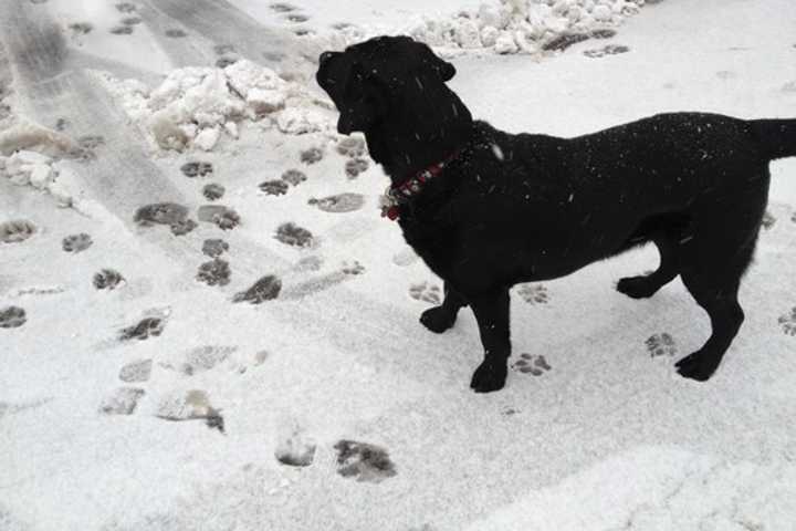 Send Us Your Snow Photos, Rye