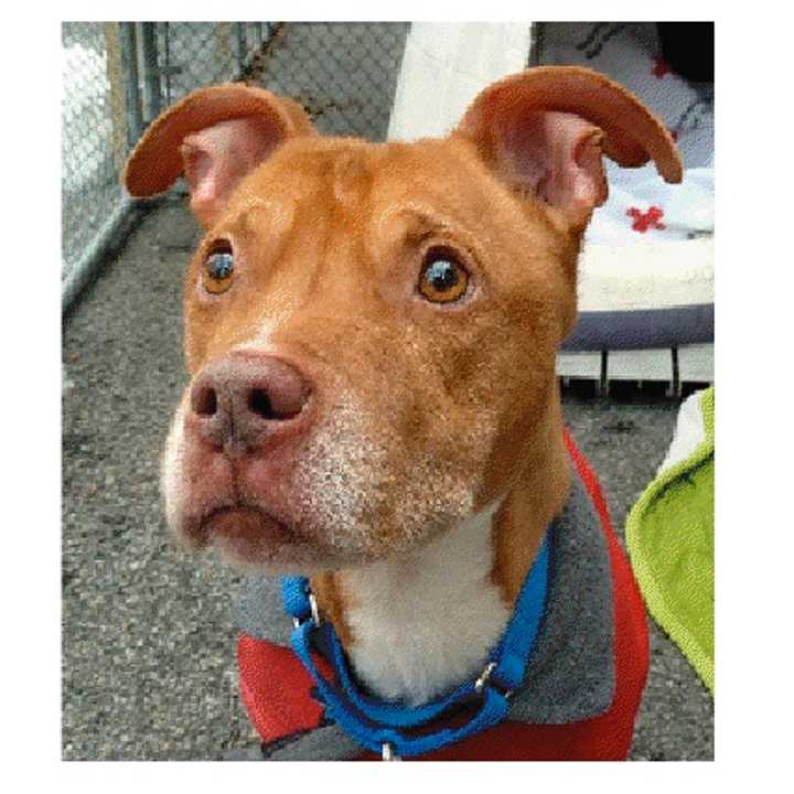 Graham, a pitbull, is one of many adoptable pets available at the Putnam Humane Society in Carmel.