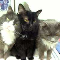 <p>Cat lovers can adopt siblings Zoe, Zeke and Zeus through Animals in Distress in Wilton.</p>